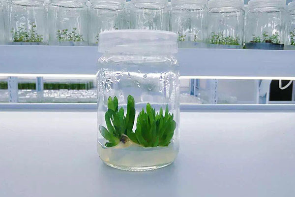 植物小优APP为爱而生