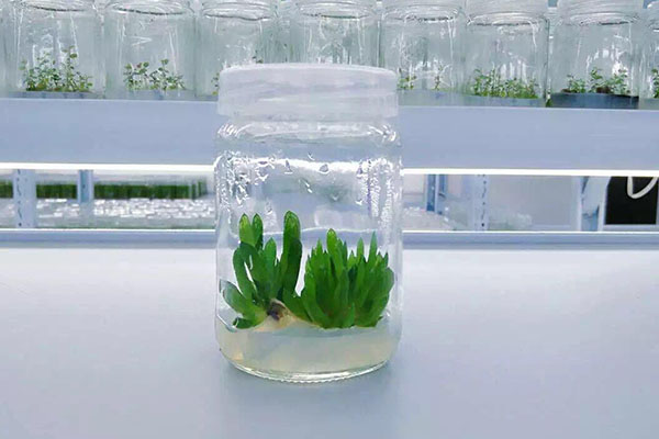 植物小优APP为爱而生