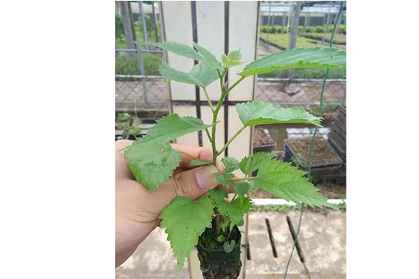 小优APP为爱而生