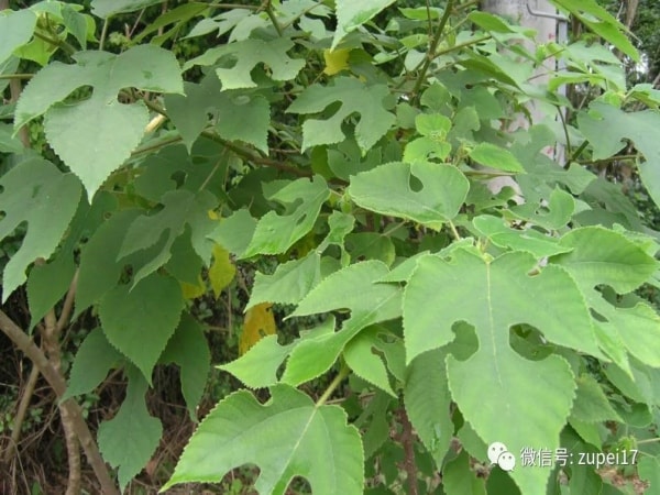小优APP为爱而生設備