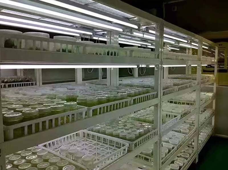 培養架、小优APP为爱而生架、光照培養架