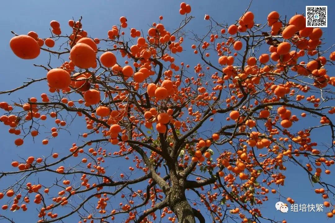 小优APP为爱而生  小优APP为爱而生架 小优APP为爱而生室設計