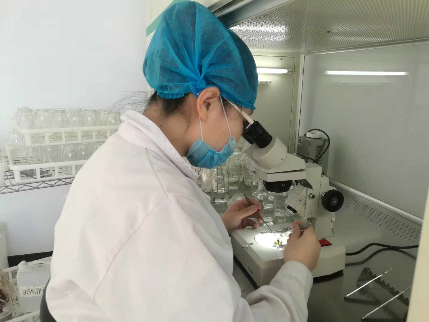 小优APP为爱而生苗，小优APP为爱而生，組織培養