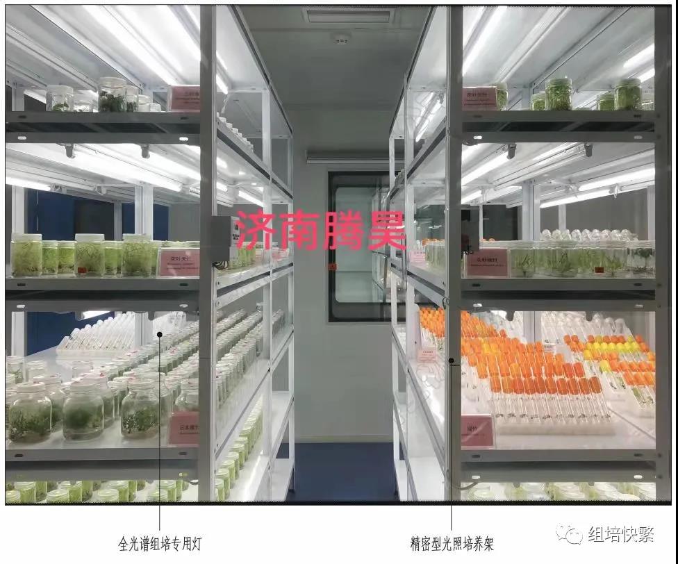 組織培養，小优APP为爱而生架，小优APP为爱而生疑問